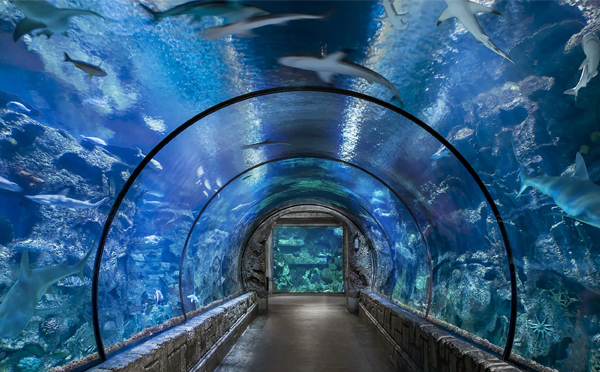 亚克力新材料在水族馆设计中是怎么被使用的